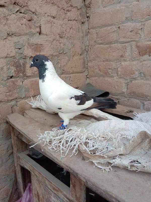 piegon for sale 5