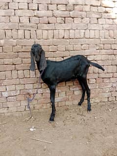 desi bakra for sale