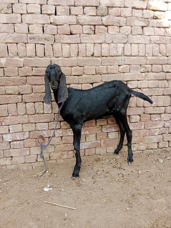 desi bakra for sale 0