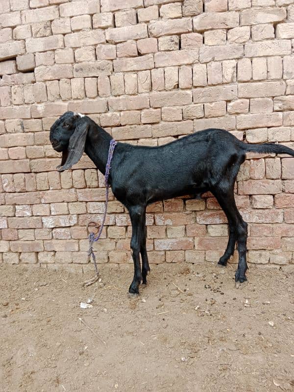 desi bakra for sale 1