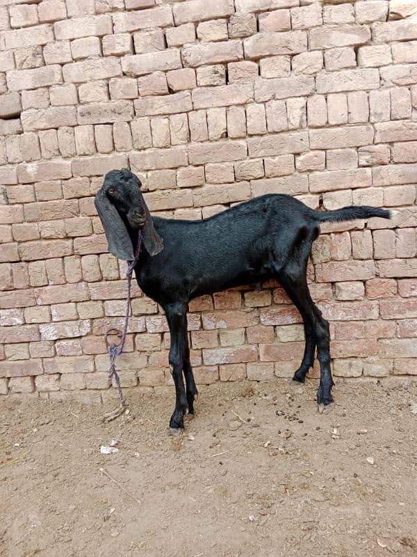 desi bakra for sale 2