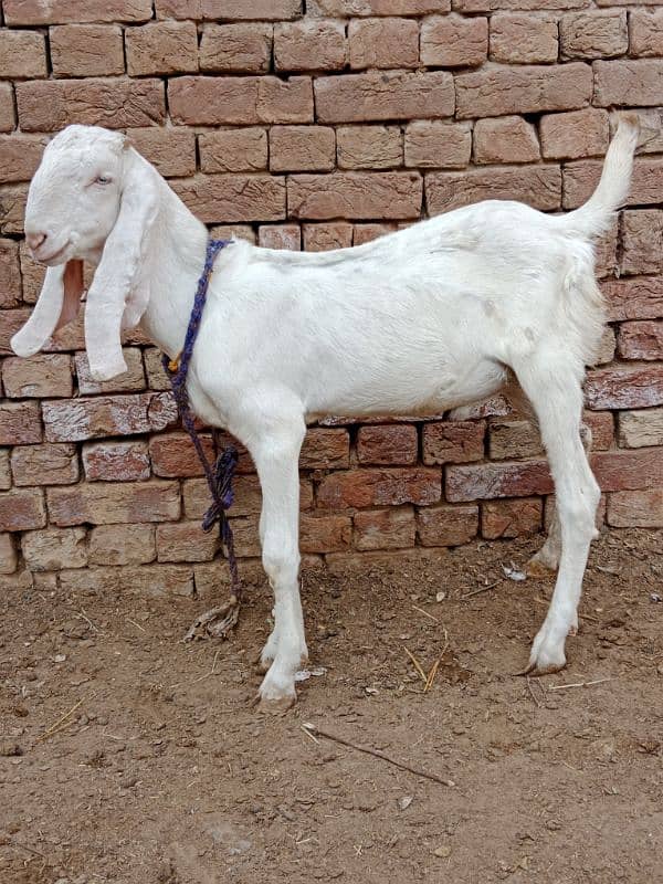 desi bakra for sale 3