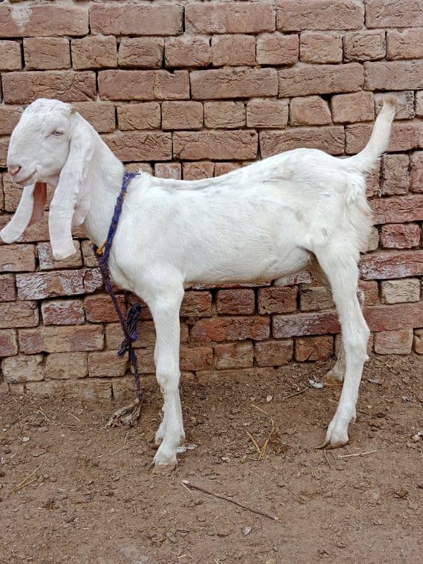 desi bakra for sale 4