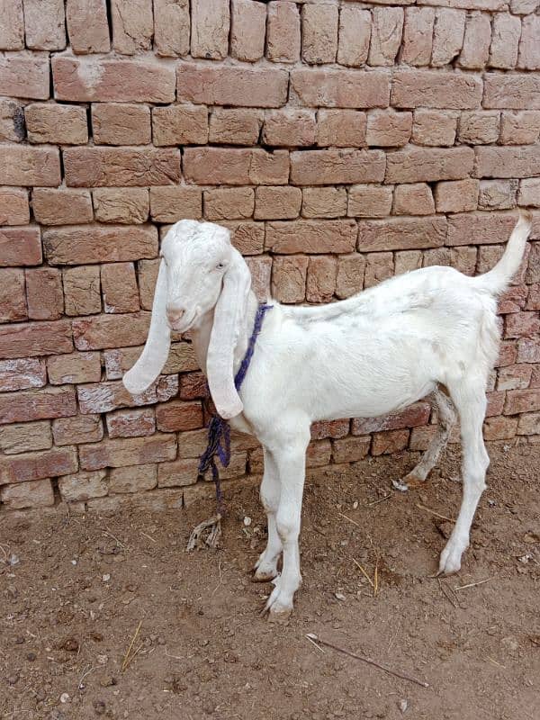 desi bakra for sale 5