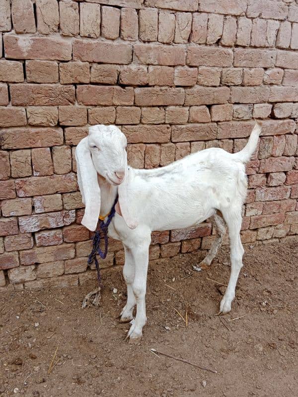 desi bakra for sale 6