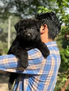 black German Shepherd long coat male puppy / German Shepherd puppy