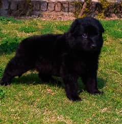 black German Shepherd long coat male puppy / German Shepherd puppy