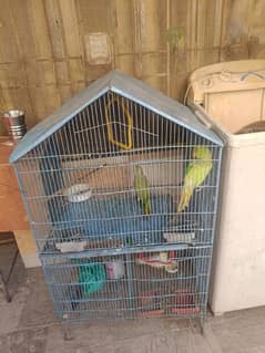 Ringneck parrot pair + cocktail pair with cage and breeding box