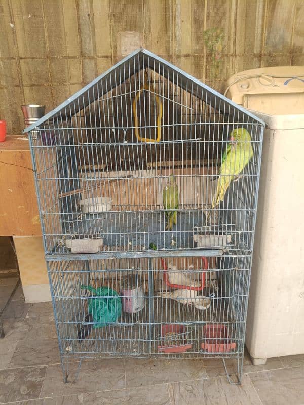 Ringneck parrot pair + cocktail pair with cage and breeding box 1