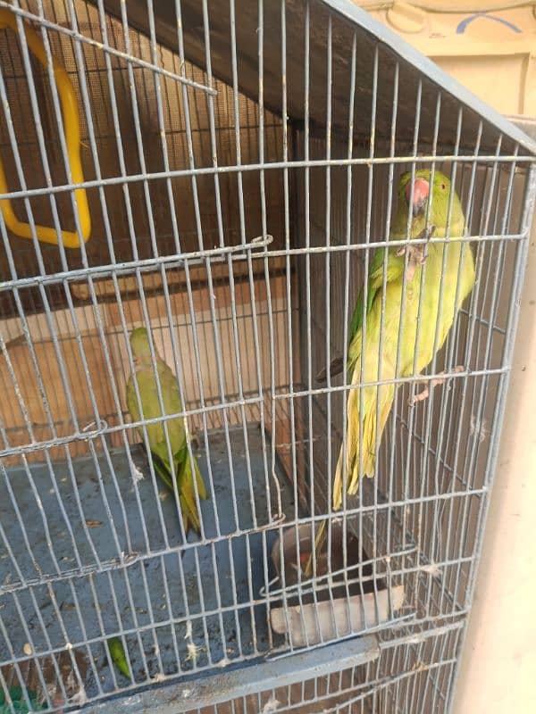 Ringneck parrot pair + cocktail pair with cage and breeding box 2