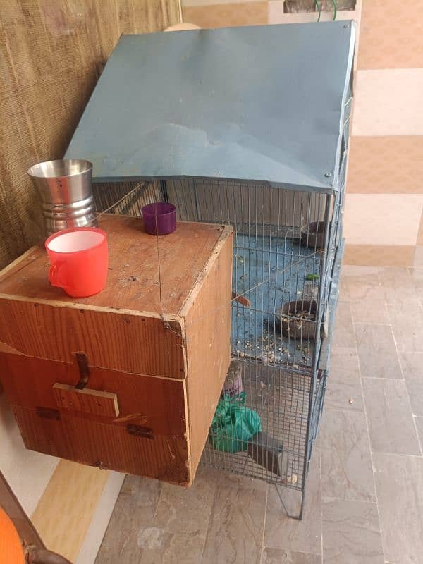 Ringneck parrot pair + cocktail pair with cage and breeding box 4