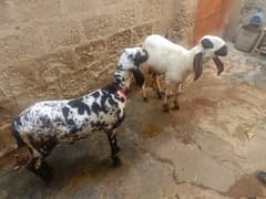 2 Larkana Cross Sheep