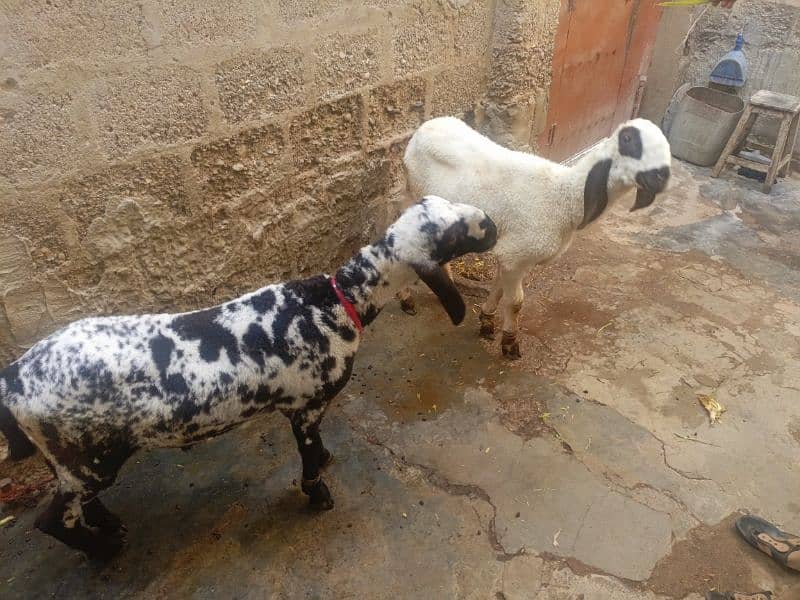 2 Larkana Cross Sheep 1