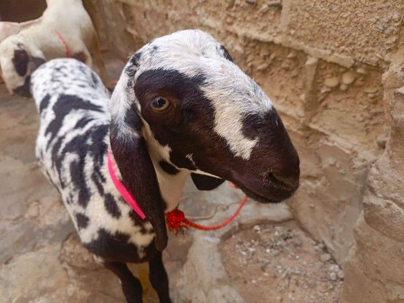 2 Larkana Cross Sheep 3