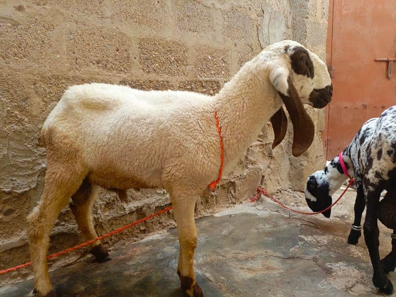 2 Larkana Cross Sheep 4