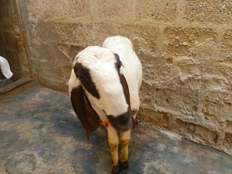 2 Larkana Cross Sheep 5