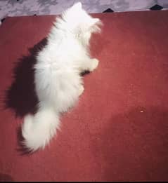 Persian cat female