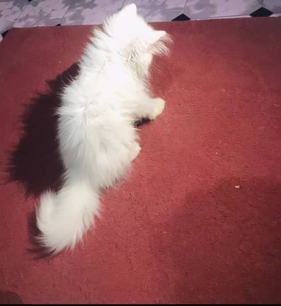 Persian cat female 0