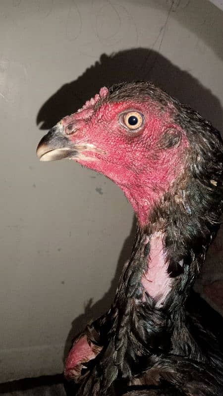 important hen for sale#0320,46,62945 5