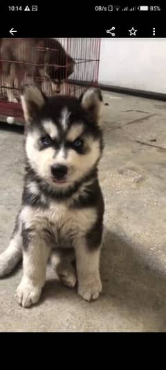 siberian husky puppies | husky Puppy | Dog | Wolly coat Puppy