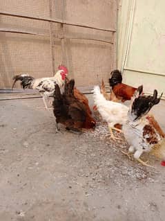 golden misri hens for sale 03006364546 multan