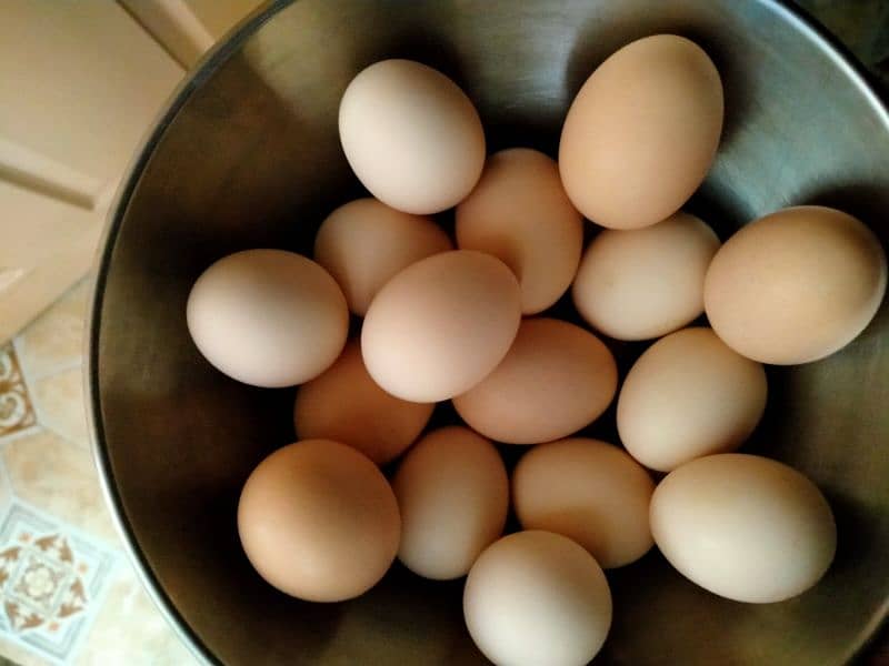 AYAM CEMANI GREY TONGUE EGGS 0