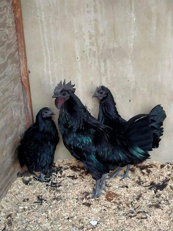 AYAM CEMANI GREY TONGUE EGGS 1