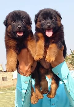 German Shepherd long coat pair dor sale 0