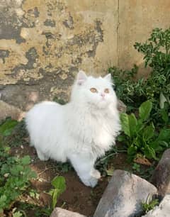 persian cat |white cat | doll face | cute | tripple coat