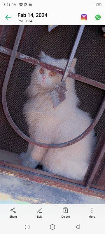 persian cat |white cat | doll face | cute | tripple coat 2