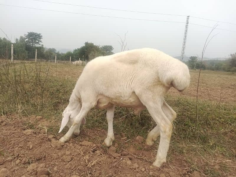 4 sheep's for sale in bhara kahu, Islamabad 1