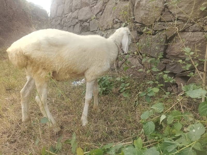 4 sheep's for sale in bhara kahu, Islamabad 3