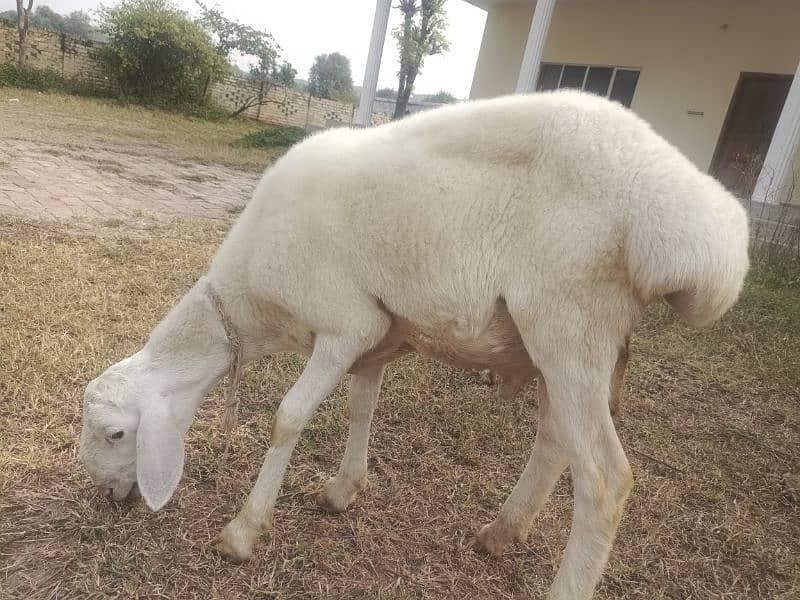 4 sheep's for sale in bhara kahu, Islamabad 4