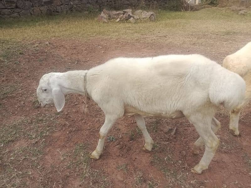 4 sheep's for sale in bhara kahu, Islamabad 5