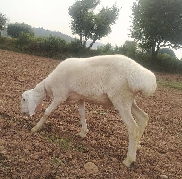 4 sheep's for sale in bhara kahu, Islamabad 6