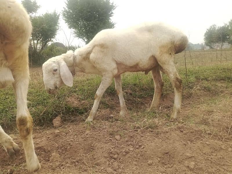 4 sheep's for sale in bhara kahu, Islamabad 7