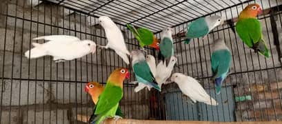 love birds parrots albino red eyes split ur blue fisheri