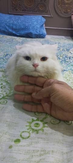 Persian cat bubble coated multi eyes