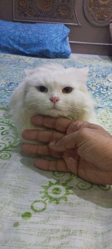 Persian cat bubble coated multi eyes 0