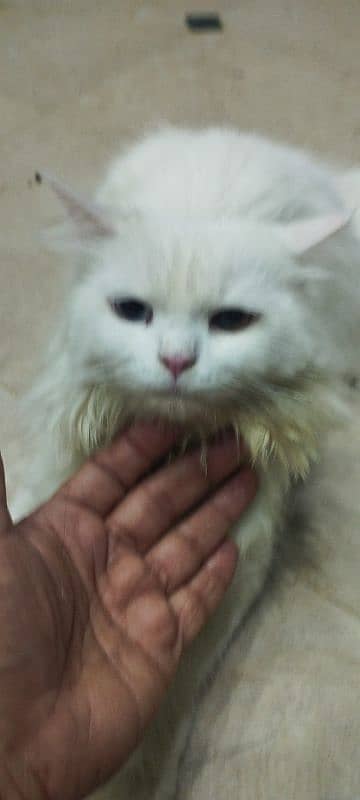 Persian cat bubble coated multi eyes 2