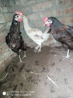 Desi hen egg laying