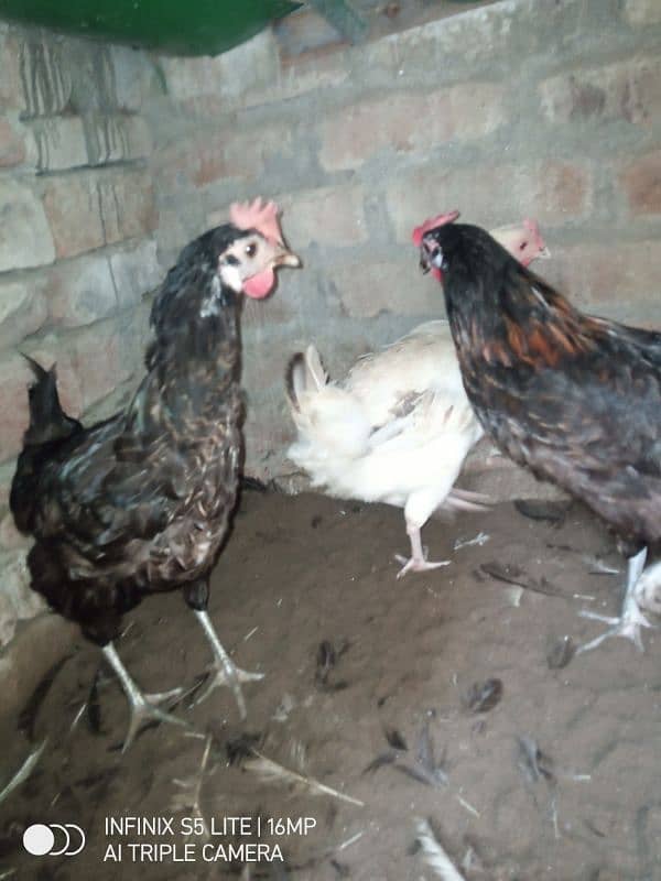 Desi hen egg laying 1