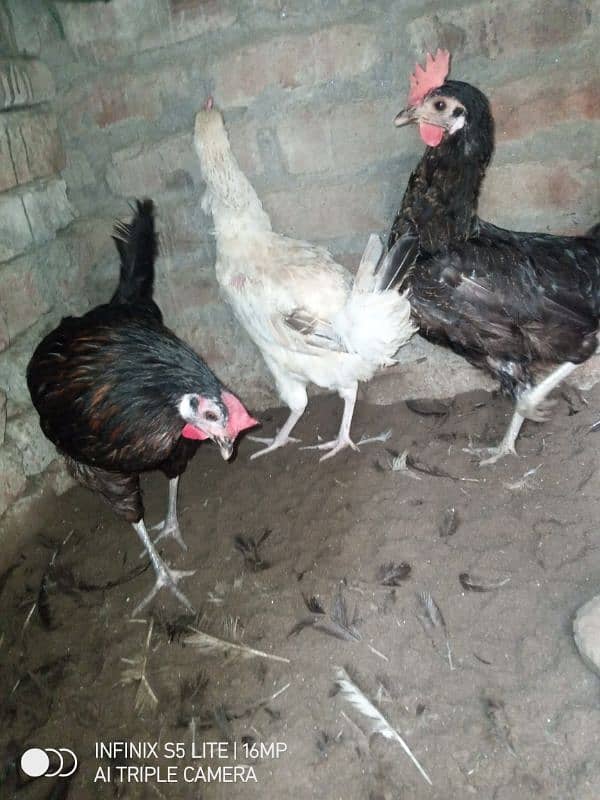 Desi hen egg laying 3