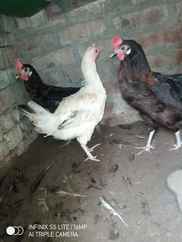 Desi hen egg laying 4