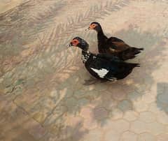 Muscovy ducks pair