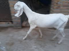 ranjanpuri goat