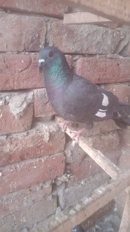 Pigeon for sale 1