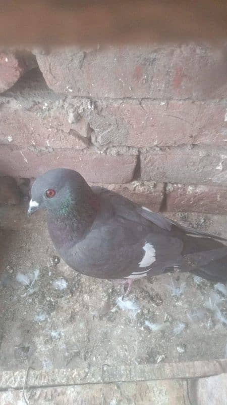 Pigeon for sale 3