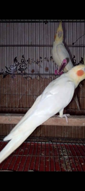 Common White Red Eyes cocktail Breeder pair 1