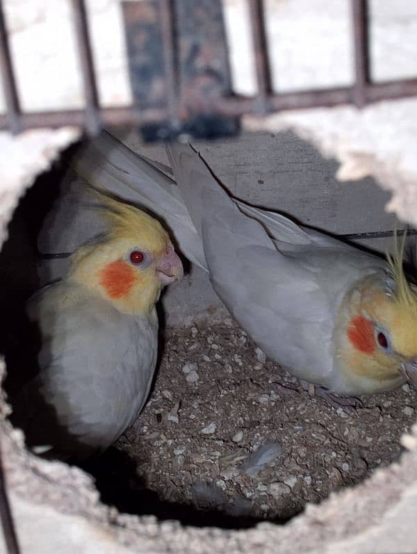 Common White Red Eyes cocktail Breeder pair 2